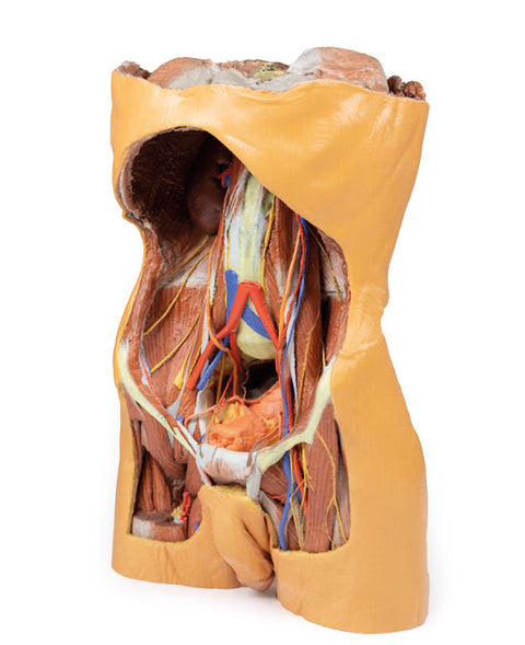 Peretele abdominal posterior