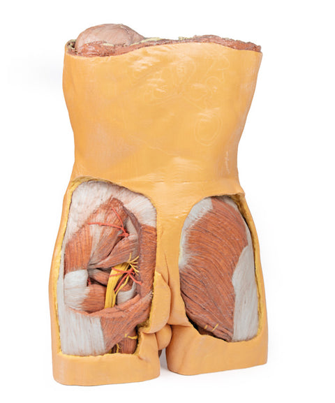 Peretele abdominal posterior