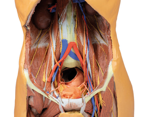 Peretele abdominal posterior