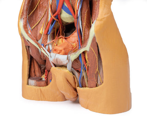 Peretele abdominal posterior