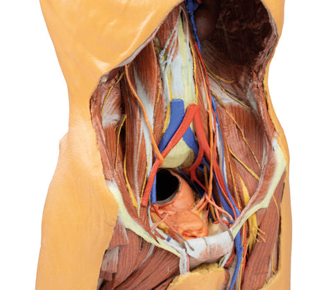 Peretele abdominal posterior