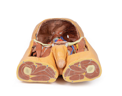 Peretele abdominal posterior