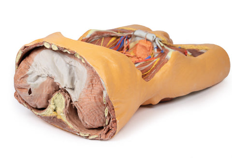 Peretele abdominal posterior