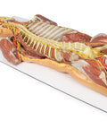 Peretele corporal posterior / Disecție profundă ventrală