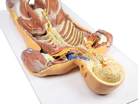 Peretele corporal posterior / Disecție profundă ventrală
