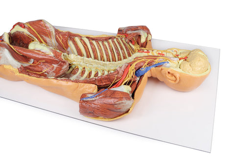 Peretele corporal posterior / Disecție profundă ventrală