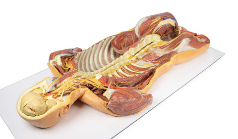 Peretele corporal posterior / Disecție profundă ventrală