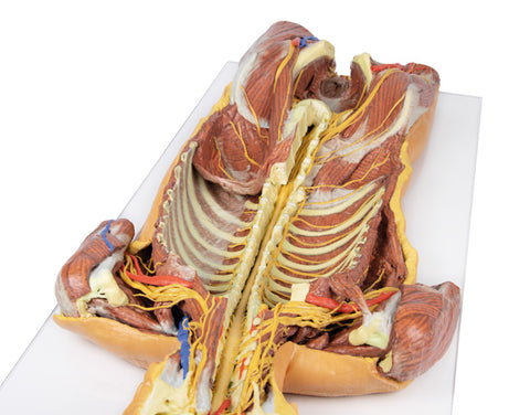 Peretele corporal posterior / Disecție profundă ventrală
