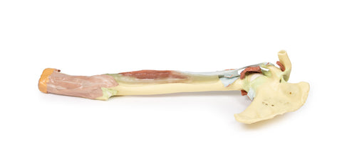 Membru superior - biceps, oase și ligamente
