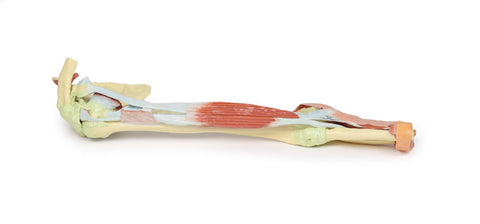 Membru superior - biceps, oase și ligamente