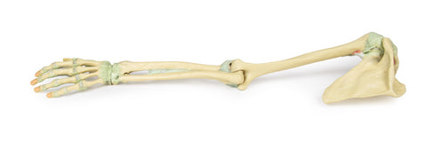 Ligamentele membrului superior