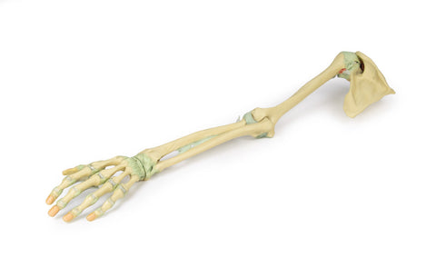 Ligamentele membrului superior