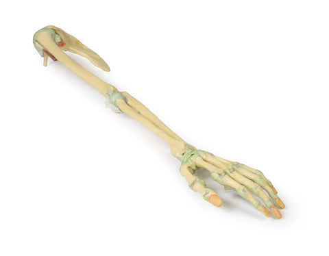 Ligamentele membrului superior