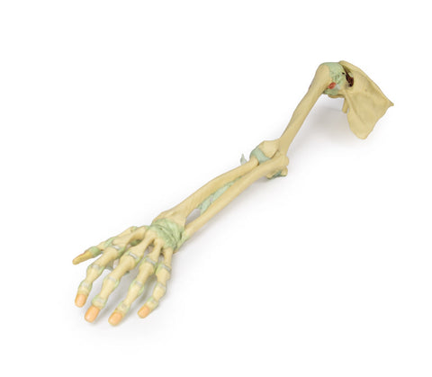 Ligamentele membrului superior