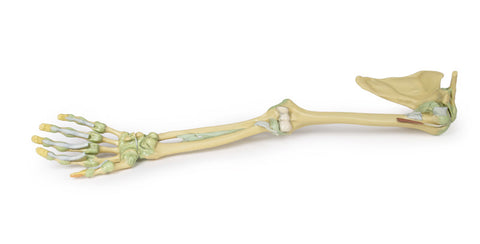 Ligamentele membrului superior