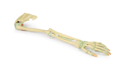 Ligamentele membrului superior