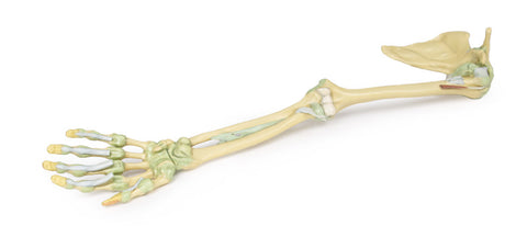 Ligamentele membrului superior