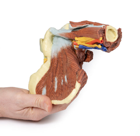 Umăr – disecție profundă a articulației umărului stâng, a musculaturii și a nervilor și vaselor asociate