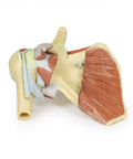 Umăr - disecție profundă a centurii scapulare drepte, cu păstrarea unei scapule complete, a claviculei laterale și a humerusului proximal