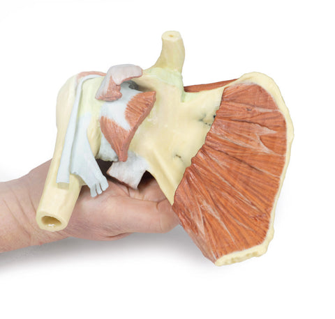 Umăr - disecție profundă a centurii scapulare drepte, cu păstrarea unei scapule complete, a claviculei laterale și a humerusului proximal