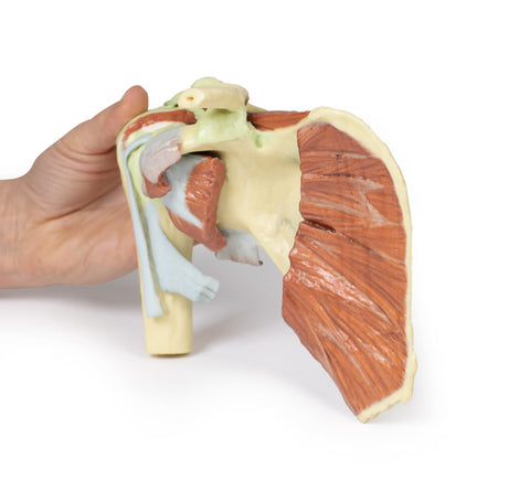 Umăr - disecție profundă a centurii scapulare drepte, cu păstrarea unei scapule complete, a claviculei laterale și a humerusului proximal