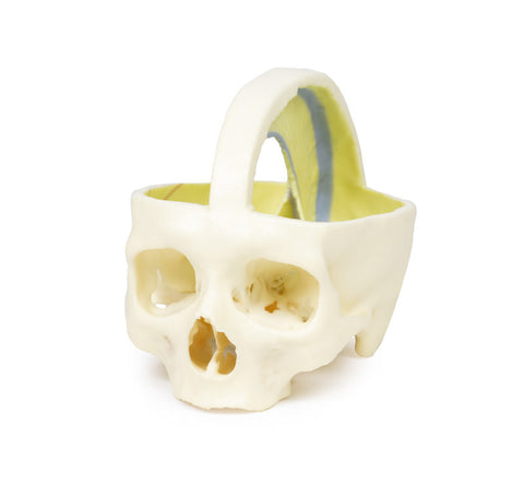 Craniu cu dura mater