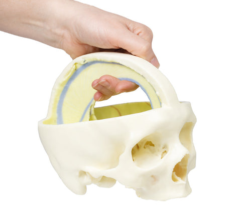 Craniu cu dura mater