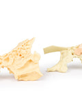Model anatomic al sinusurilor paranazale