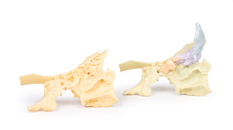 Model anatomic al sinusurilor paranazale