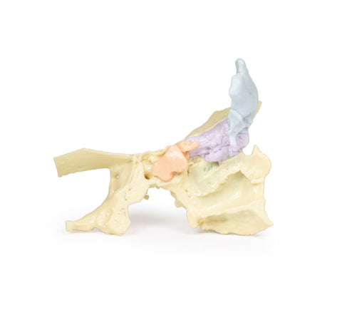 Model anatomic al sinusurilor paranazale