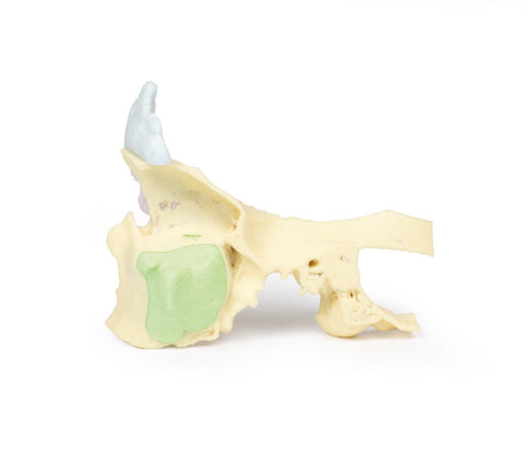 Model anatomic al sinusurilor paranazale