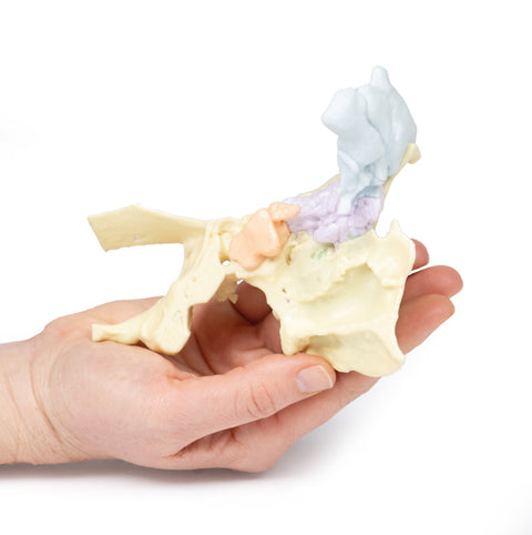 Model anatomic al sinusurilor paranazale