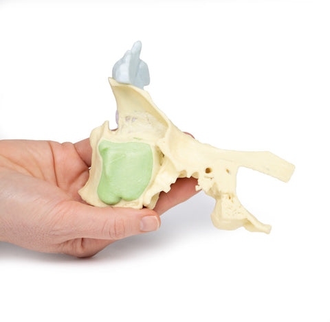 Model anatomic al sinusurilor paranazale