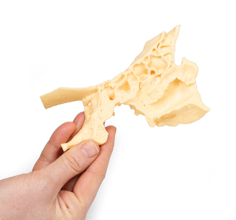 Model anatomic al sinusurilor paranazale