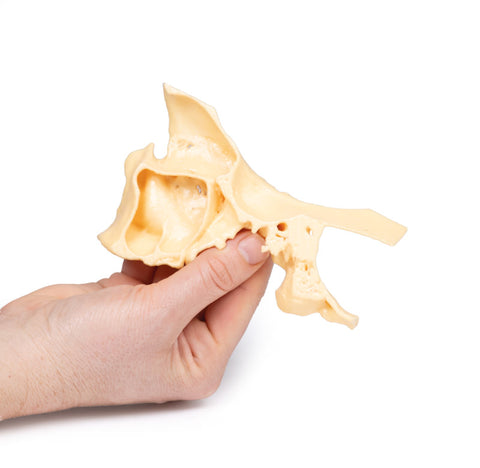 Model anatomic al sinusurilor paranazale