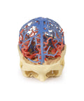Anatomie imprimată 3D - Circulație arterială și venoasă