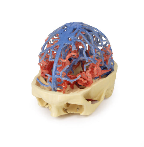 Anatomie imprimată 3D - Circulație arterială și venoasă