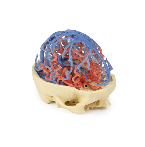 Anatomie imprimată 3D - Circulație arterială și venoasă