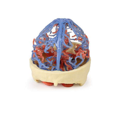 Anatomie imprimată 3D - Circulație arterială și venoasă