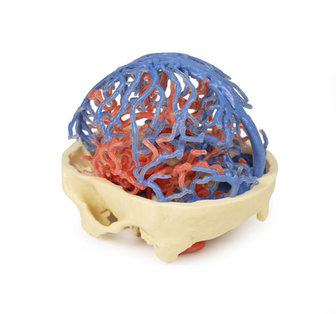Anatomie imprimată 3D - Circulație arterială și venoasă