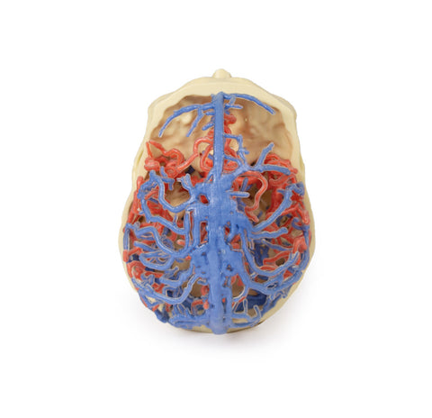 Anatomie imprimată 3D - Circulație arterială și venoasă