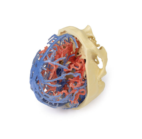 Anatomie imprimată 3D - Circulație arterială și venoasă