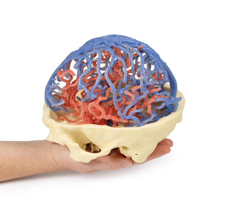 Anatomie imprimată 3D - Circulație arterială și venoasă