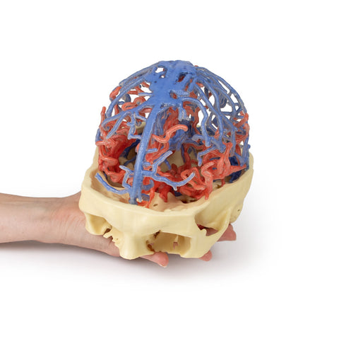 Anatomie imprimată 3D - Circulație arterială și venoasă