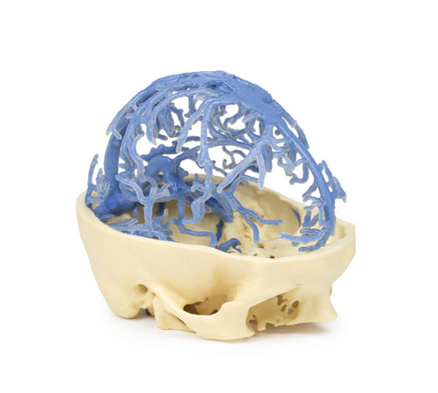 Anatomie imprimată 3D - Circulația venoasă