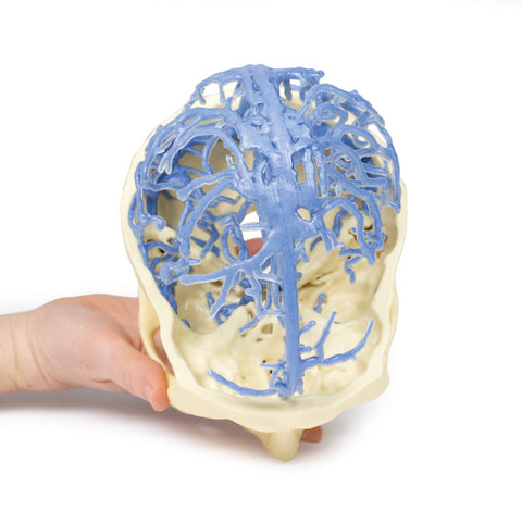 Anatomie imprimată 3D - Circulația venoasă