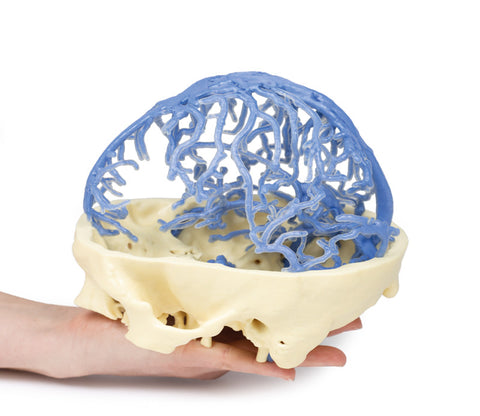 Anatomie imprimată 3D - Circulația venoasă