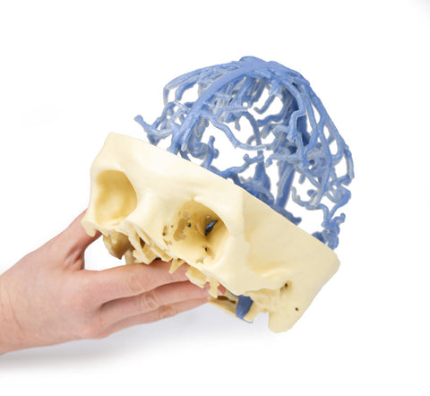 Anatomie imprimată 3D - Circulația venoasă