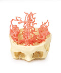 Anatomie tipărită 3D - Circulația arterială