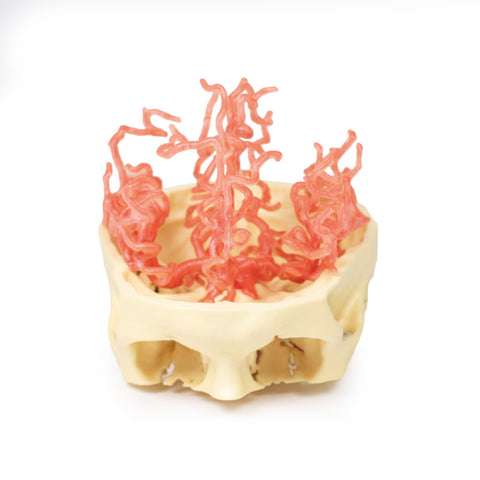 Anatomie tipărită 3D - Circulația arterială